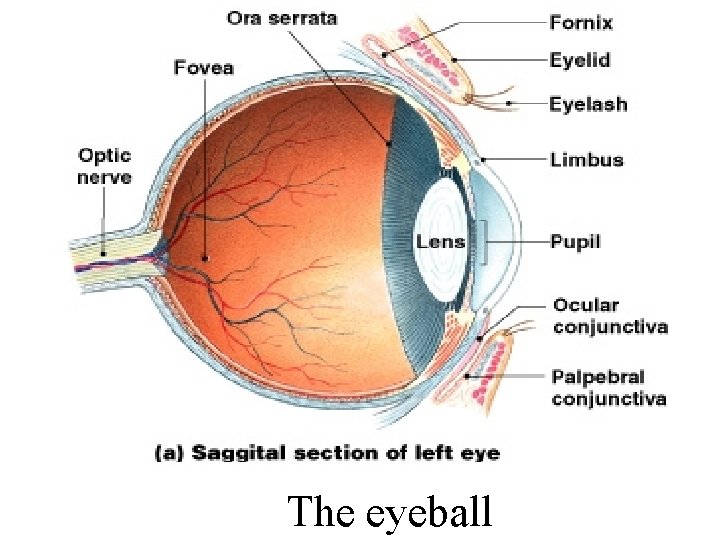 The eyeball 