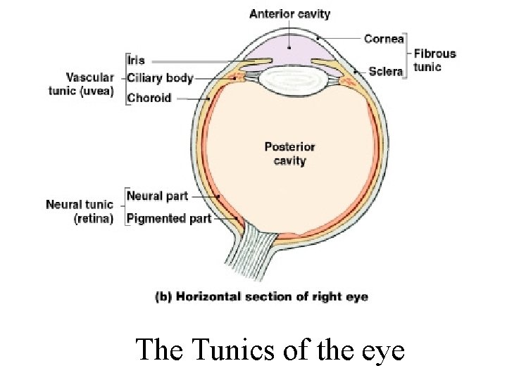 The Tunics of the eye 