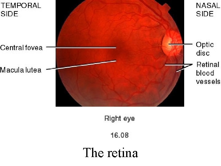 Fig. 16. 08 The retina 