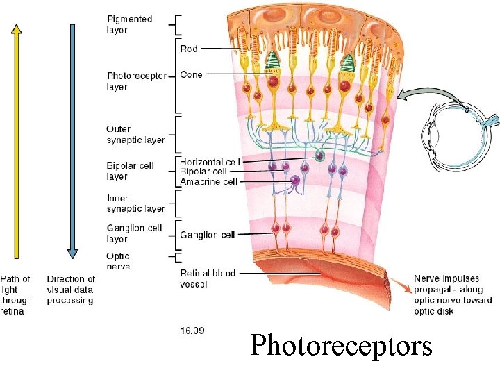 Fig. 16. 09 Photoreceptors 