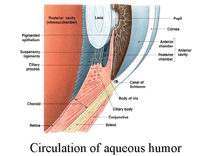 Circulation of aqueous humor 