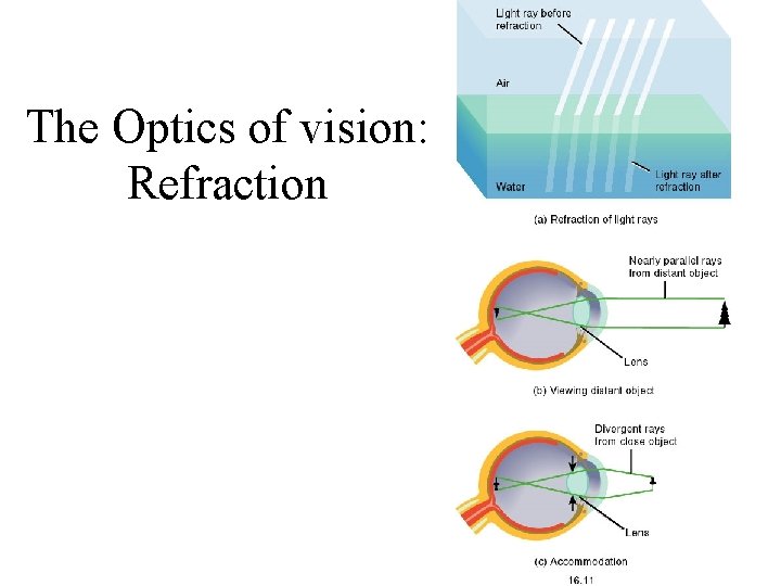 The Optics of vision: Refraction 
