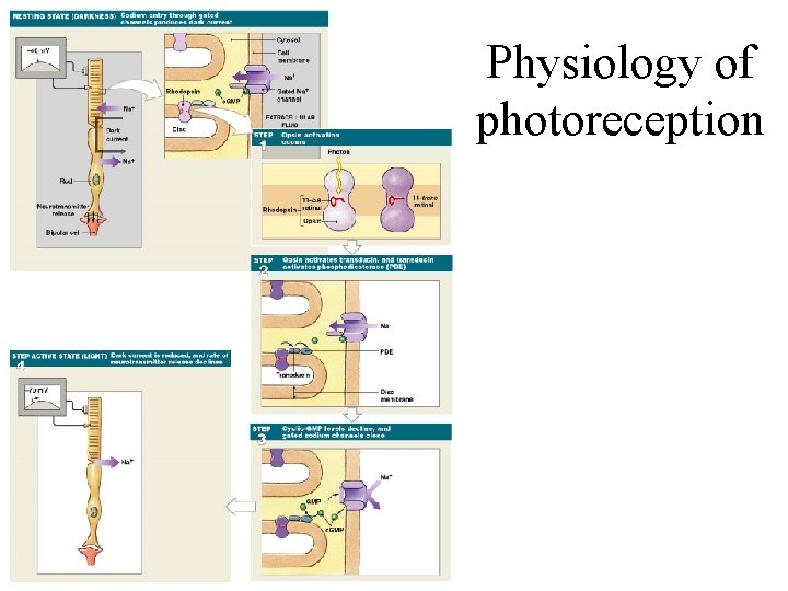 Physiology of photoreception 