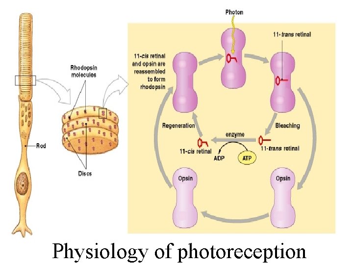 Physiology of photoreception 