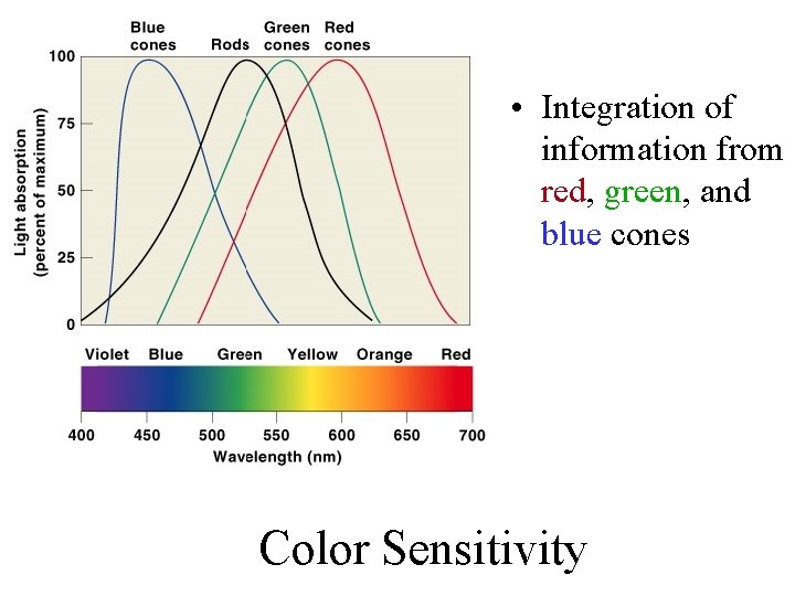  • Integration of information from red, green, and blue cones Color Sensitivity Figure