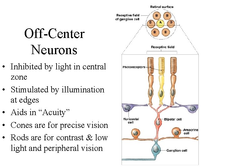 Off-Center Neurons • Inhibited by light in central zone • Stimulated by illumination at