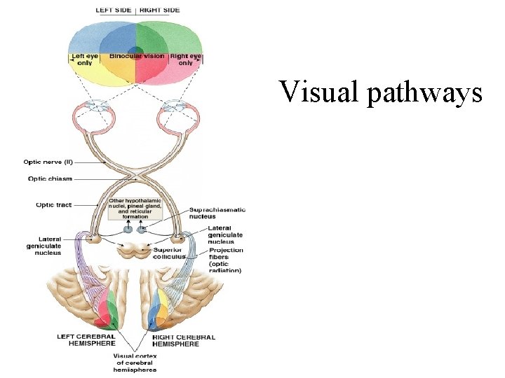 Visual pathways 