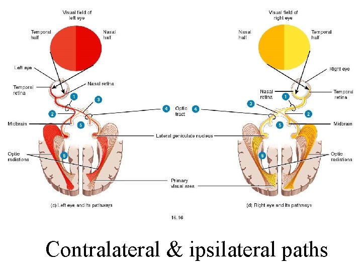 Contralateral & ipsilateral paths 