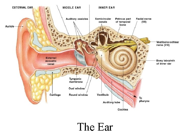The Ear Figure 17– 20 
