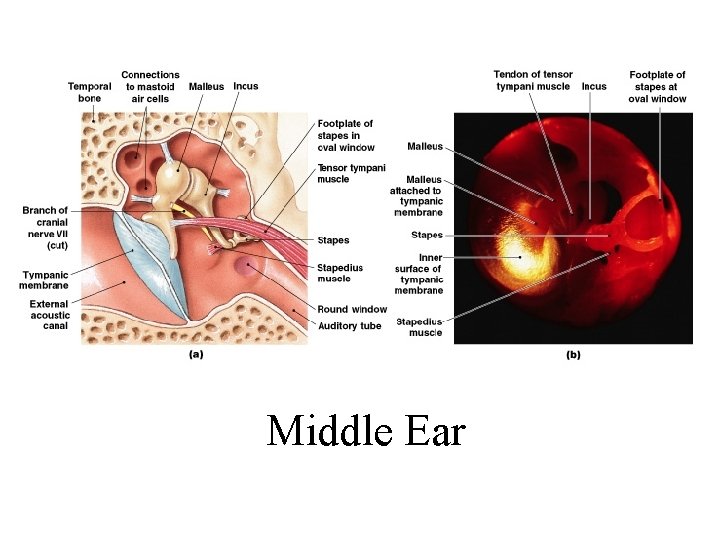 Middle Ear Figure 17– 21 