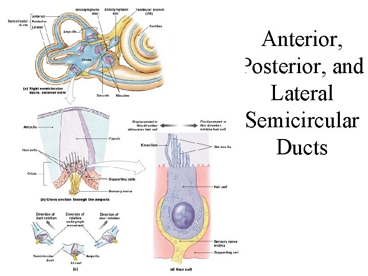 Anterior, Posterior, and Lateral Semicircular Ducts Figure 17– 23 
