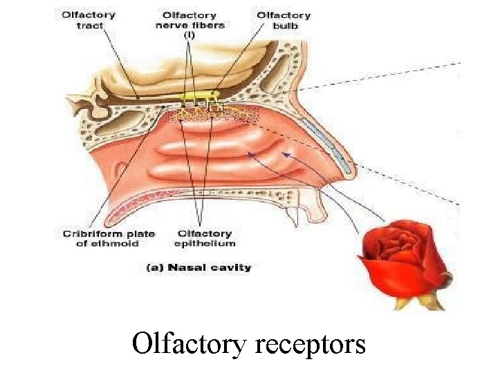 Olfactory receptors 