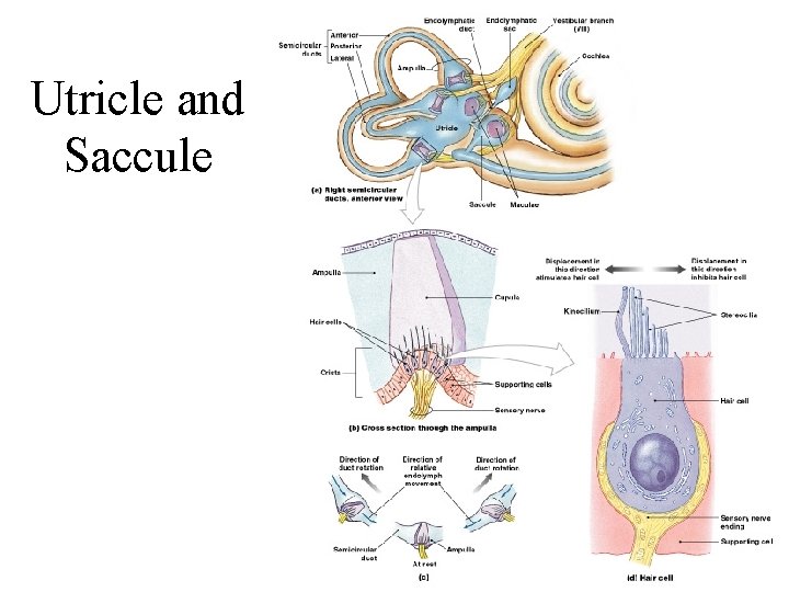 Utricle and Saccule Figure 17– 23 