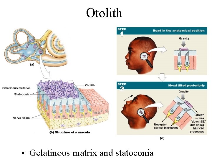 Otolith • Gelatinous matrix and statoconia Figure 17– 24 