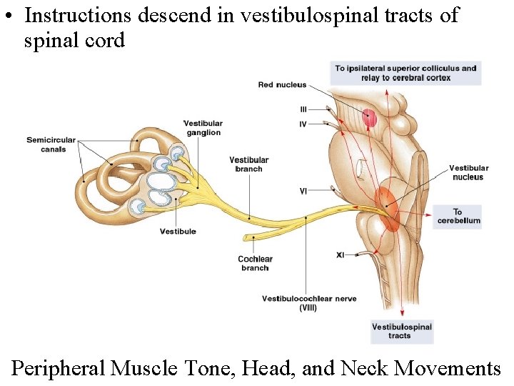  • Instructions descend in vestibulospinal tracts of spinal cord Peripheral Muscle Tone, Head,
