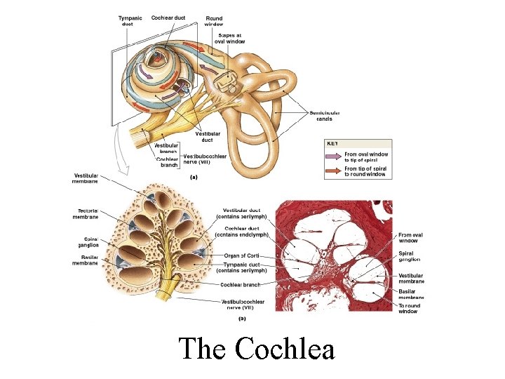 The Cochlea Figure 17– 26 