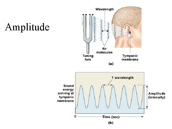 Amplitude Figure 17– 28 