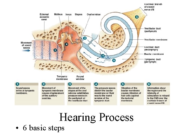 Hearing Process • 6 basic steps Figure 17– 29 