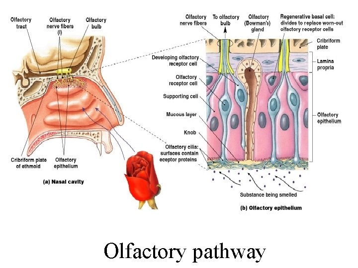 Olfactory pathway 