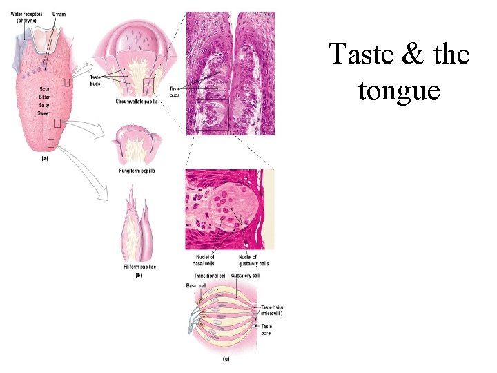 Taste & the tongue 