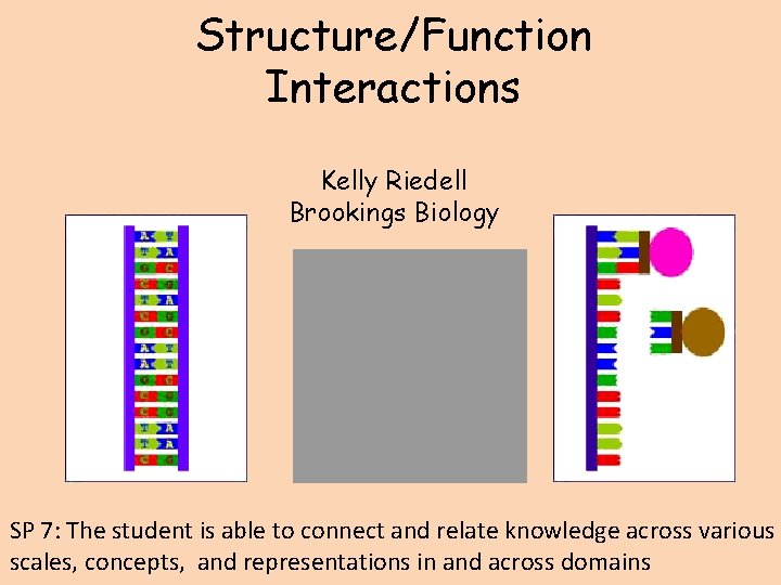 Structure/Function Interactions Kelly Riedell Brookings Biology SP 7: The student is able to connect