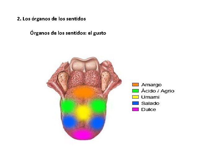 2. Los órganos de los sentidos Órganos de los sentidos: el gusto 