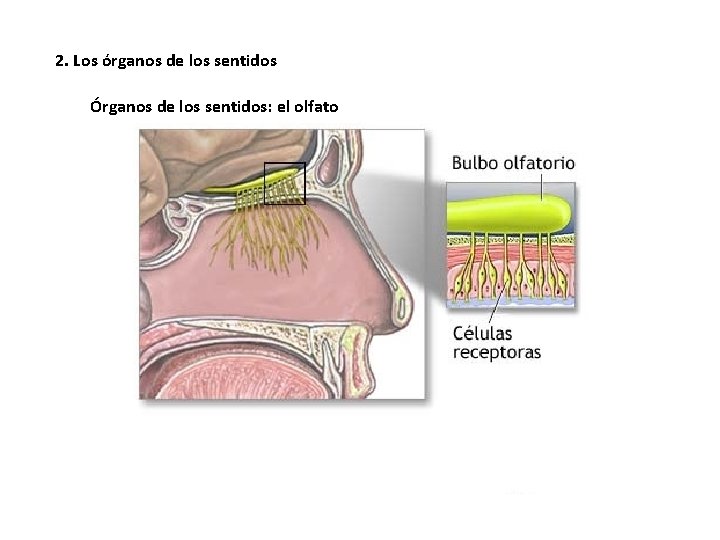 2. Los órganos de los sentidos Órganos de los sentidos: el olfato 