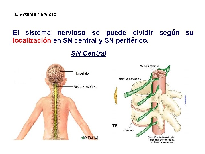 1. Sistema Nervioso El sistema nervioso se puede dividir según su localización en SN