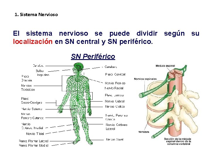 1. Sistema Nervioso El sistema nervioso se puede dividir según su localización en SN