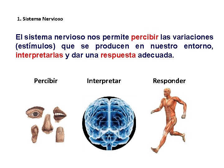 1. Sistema Nervioso El sistema nervioso nos permite percibir las variaciones (estímulos) que se