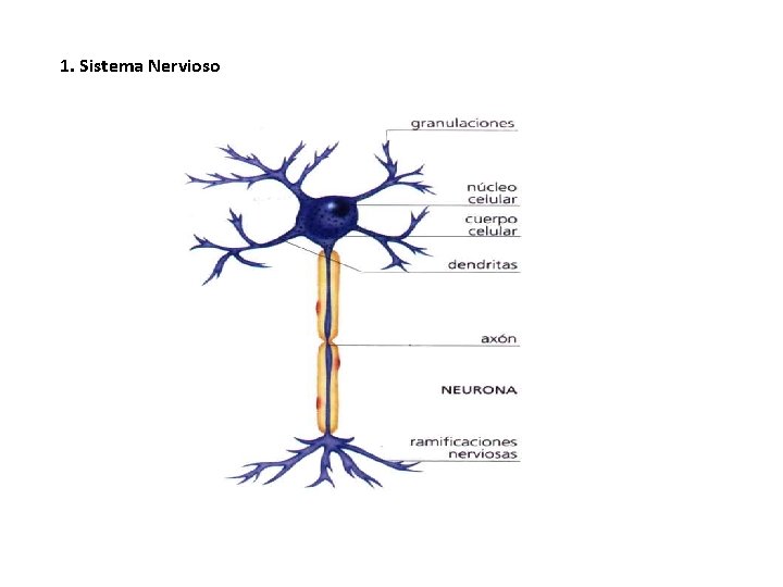 1. Sistema Nervioso 
