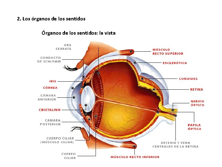 2. Los órganos de los sentidos Órganos de los sentidos: la vista 