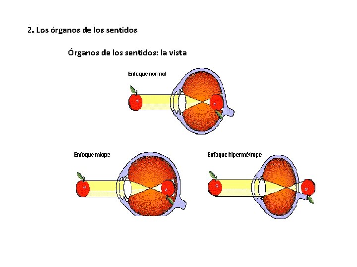 2. Los órganos de los sentidos Órganos de los sentidos: la vista 