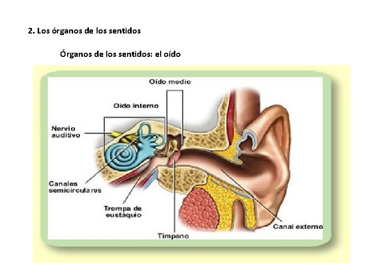 2. Los órganos de los sentidos Órganos de los sentidos: el oído 