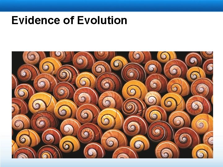 Evidence of Evolution 
