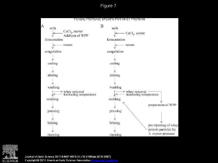 Production and partial purification of proteases from Aspergillus