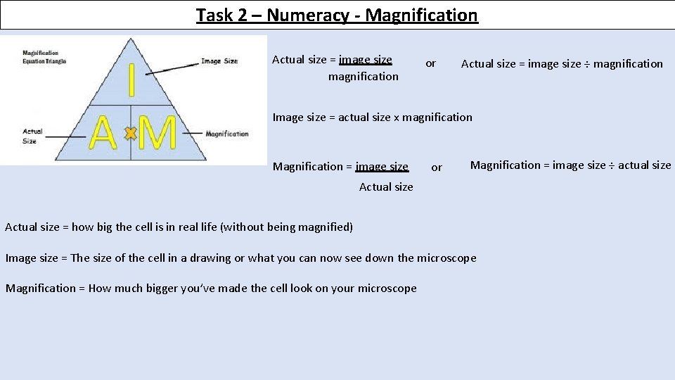 Task 2 – Numeracy - Magnification Actual size = image size magnification or Actual
