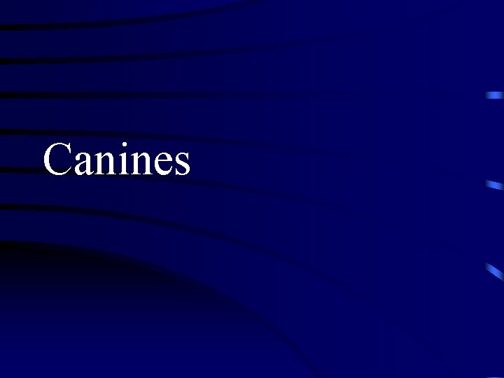 Canines 