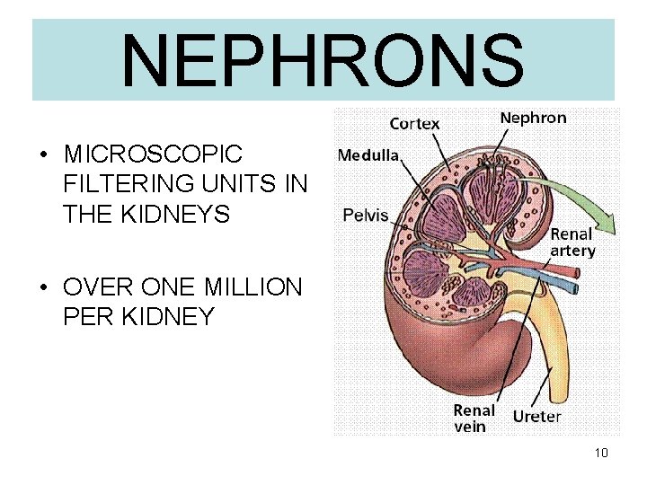 NEPHRONS • MICROSCOPIC FILTERING UNITS IN THE KIDNEYS • OVER ONE MILLION PER KIDNEY