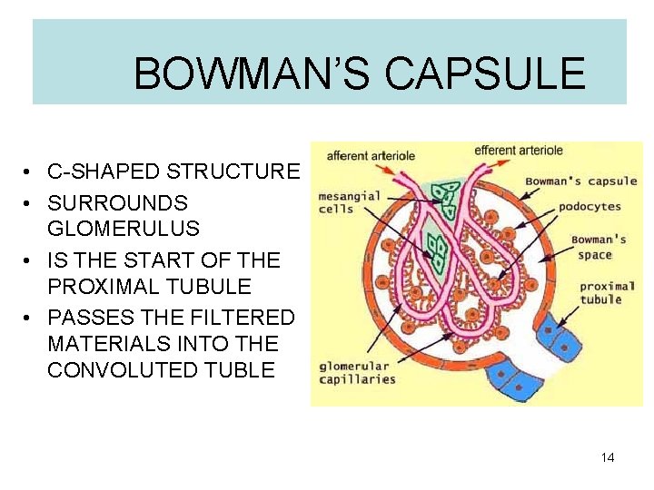 BOWMAN’S CAPSULE • C-SHAPED STRUCTURE • SURROUNDS GLOMERULUS • IS THE START OF THE