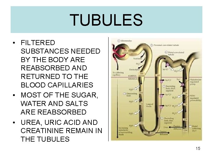 TUBULES • FILTERED SUBSTANCES NEEDED BY THE BODY ARE REABSORBED AND RETURNED TO THE