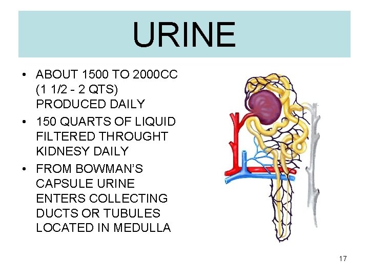 URINE • ABOUT 1500 TO 2000 CC (1 1/2 - 2 QTS) PRODUCED DAILY