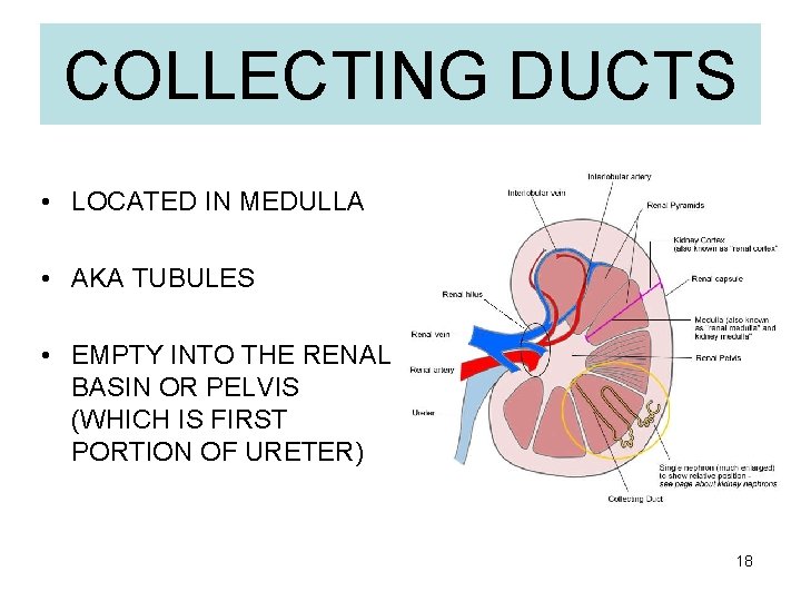 COLLECTING DUCTS • LOCATED IN MEDULLA • AKA TUBULES • EMPTY INTO THE RENAL