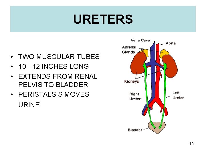 URETERS • TWO MUSCULAR TUBES • 10 - 12 INCHES LONG • EXTENDS FROM