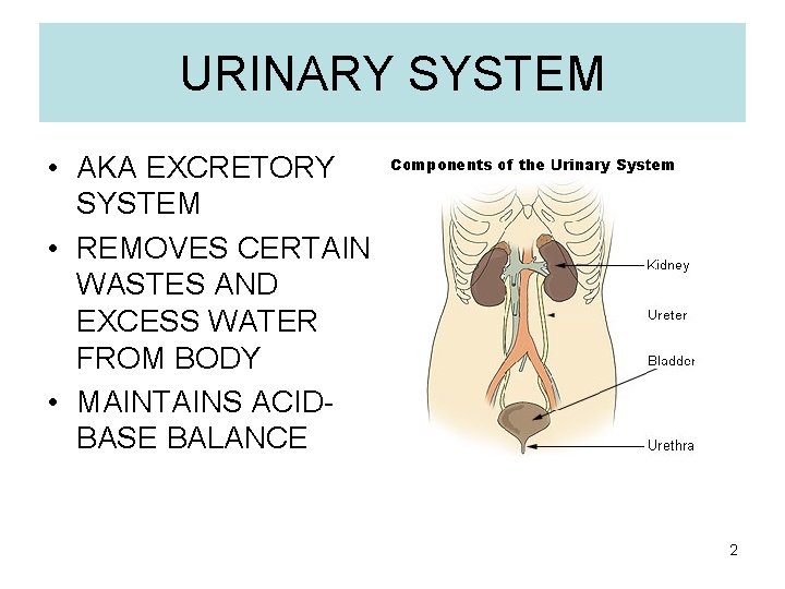 URINARY SYSTEM • AKA EXCRETORY SYSTEM • REMOVES CERTAIN WASTES AND EXCESS WATER FROM