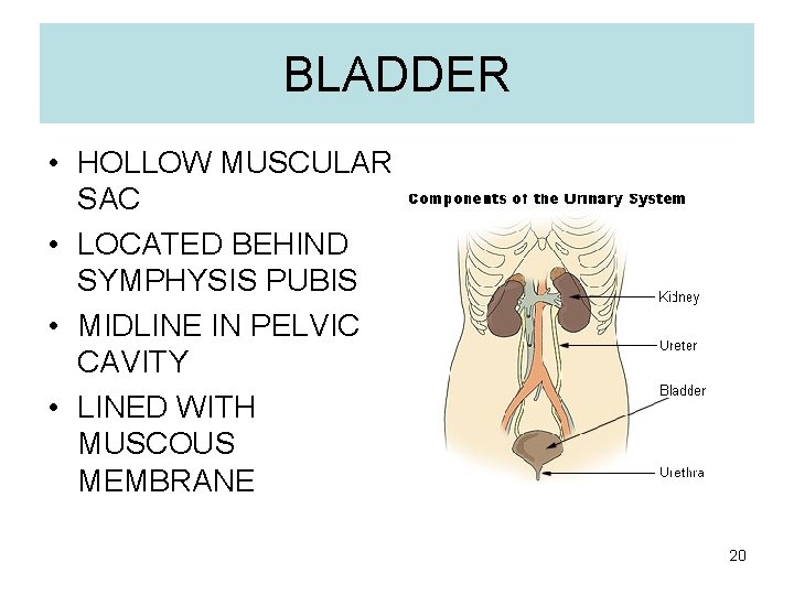 BLADDER • HOLLOW MUSCULAR SAC • LOCATED BEHIND SYMPHYSIS PUBIS • MIDLINE IN PELVIC