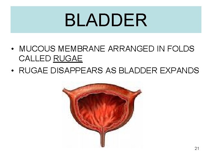 BLADDER • MUCOUS MEMBRANE ARRANGED IN FOLDS CALLED RUGAE • RUGAE DISAPPEARS AS BLADDER