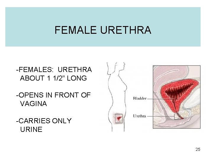 FEMALE URETHRA -FEMALES: URETHRA ABOUT 1 1/2” LONG -OPENS IN FRONT OF VAGINA -CARRIES