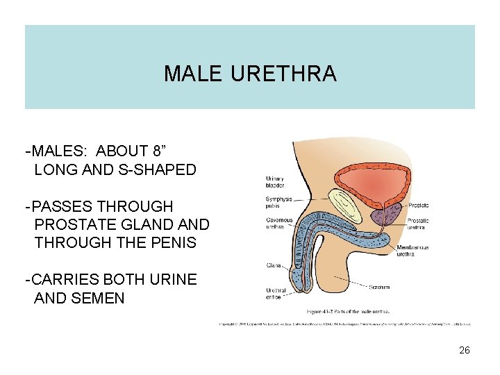 MALE URETHRA -MALES: ABOUT 8” LONG AND S-SHAPED -PASSES THROUGH PROSTATE GLAND THROUGH THE