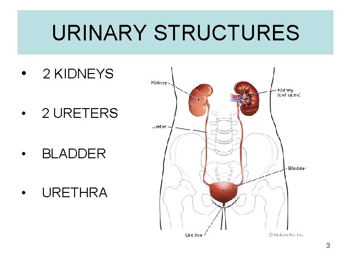 URINARY STRUCTURES • 2 KIDNEYS • 2 URETERS • BLADDER • URETHRA 3 